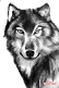 24 Вовки ideas | вовки, малюнок, шерсть